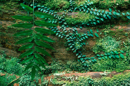 Lush rainforest fauna, Indonesia.
