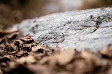 cool gray flat stone surface with brown last year's leaves along the edge, brown industrious ants walk on this surface
