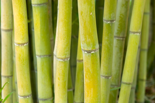 Pattern shot of bamboo.