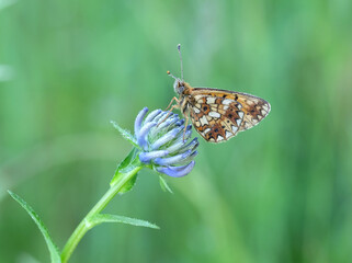 Obraz premium Braunfleckiger Perlmutterfalter (Boloria selene) auf einer Blüte der Kugeligen Teufelskralle (Phyteuma orbiculare) mit geschlossenen Flügeln am frühen Morgen mit Tautropfen an Körper und Blüte