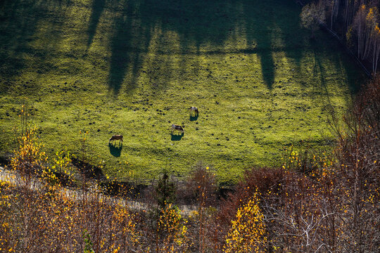 Cows in the field, Pestera Village, Brasov, Romania 