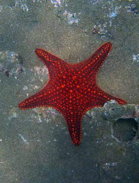Starfish, San Bartolome island