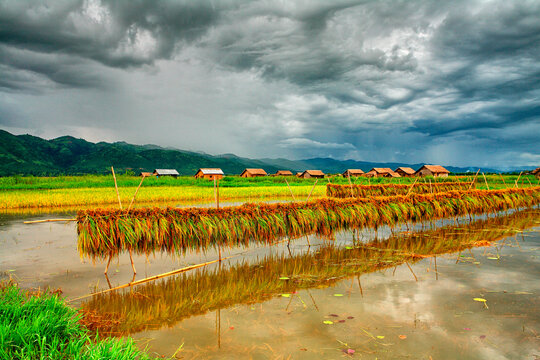rice crops in Inle Lake. Myanmar