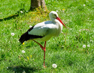 Fototapeta premium Storch (Ciconia ciconia) auf einem Bein stehend an einem warmen, sonnigen Sommertag am Rand eines kleinen Teiches