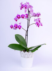 Naklejka na ściany i meble Beautiful tropical orchid flower. Isolated on white background