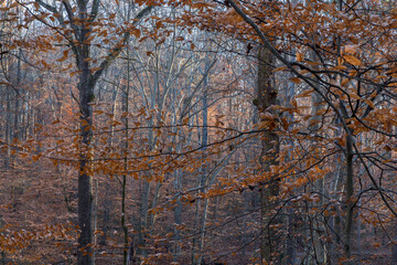 Trees with brown leaves in Fernbank Forest
