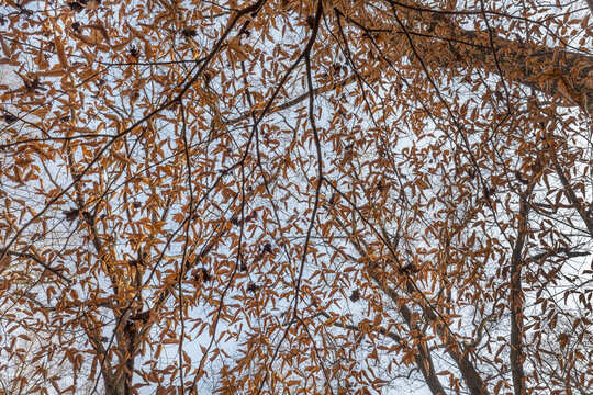 Brown leaves on beech tree in Fernbank forest