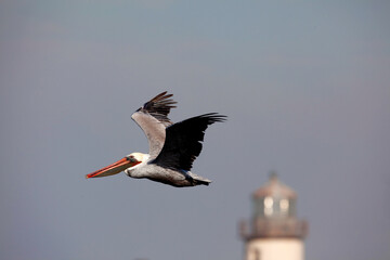 An American Brown Pelican (Pelecanus occidentalis) flies out to sea near Bandon, Oregon during the fall migration along the Pacific Flyway.