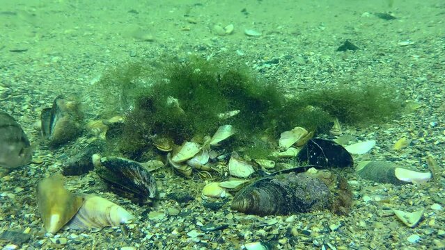 Reproduction Gray wrasse (Symphodus cinereus): the male decorates the algae nest with shells and drives away annoying gobies.