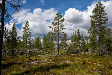 a mountain top with rocky cliffs overgrown with green moss and a few pine trees above which a blue sky with white fluffy clouds