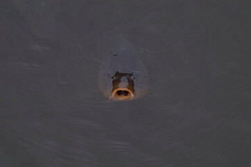 A carp comes up for air in the murky waters of a pond in Tokyo, Japan.