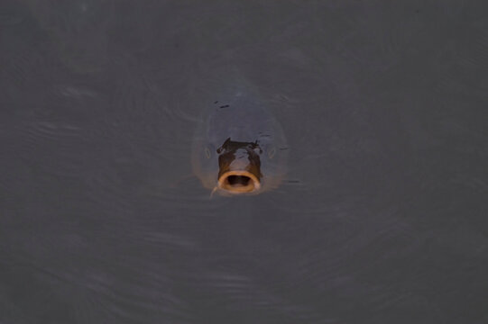 A carp comes up for air in the murky waters of a pond in Tokyo, Japan.