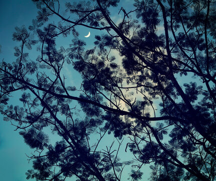 Tree Against Sky At Night, Manila, Luzon Island, Philippines