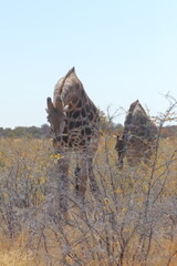 Giraffes grazing