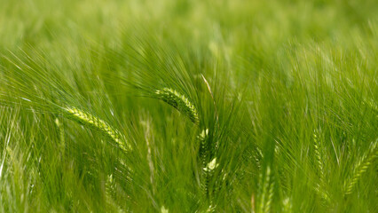 Barley fields ,Barley grain is used for flour, barley bread, barley beer, some whiskeys, some vodkas, and animal fodder