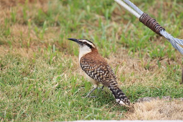 social wren