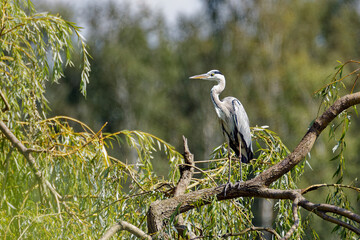 gray heron stands and rests on a branch