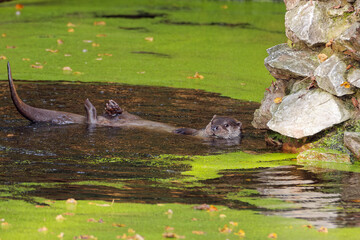otter playing in the water. water covered with duckweed