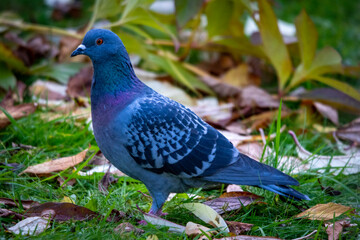Pigeon