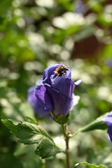 Vertical shot of a bumblebee in a purple flower in a field with a blurry background
