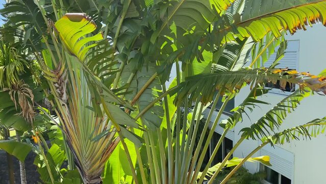 Travelers tree's leaves moving from the wind against blue sky in Reunion Island city, France