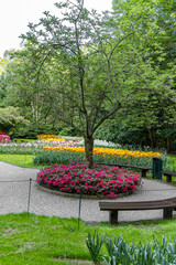Flower bed with blooming colorful tulips