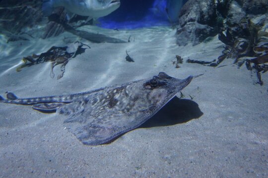 Thornback ray on the sand in an aquarium.