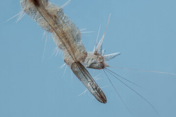 Mikroskopfoto vom Atemrohr einer Stechmückenlarve vor blauem Hintergrund, Culex sp.