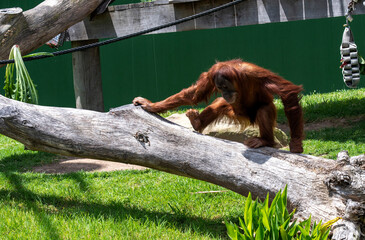 Sumatran Orangutan (Pongo abelii)