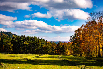 autumn landscape with trees