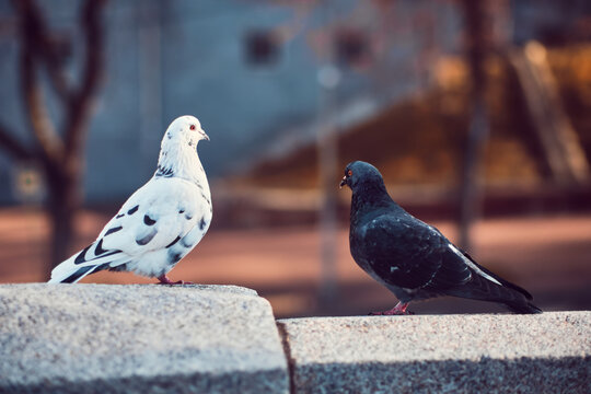 Black and white pigeon.