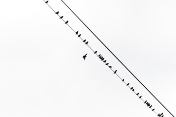 Storno Sturnus vulgaris on the power line