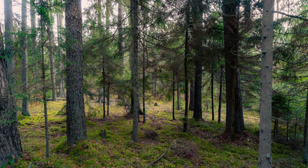 Forest background with moss carpet. verdant natural background with pine and spruce forest