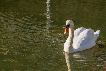 Portrait of a beautiful white swan swimming in the pond