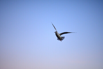 bird in flight