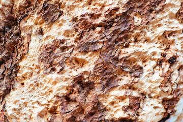 Wooden background. Tree bark close-up. Texture