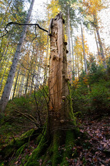 Broken tree in the black forest in autumn
