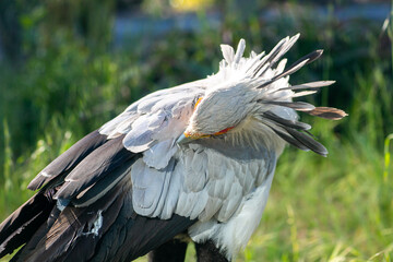 Beautiful secretary bird from Africa with large curved beak. Portrait of the fascinating bird, a large predatory bird that mostly stays on the ground.