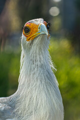 Beautiful secretary bird from Africa with large curved beak. Portrait of the fascinating bird, a large predatory bird that mostly stays on the ground.