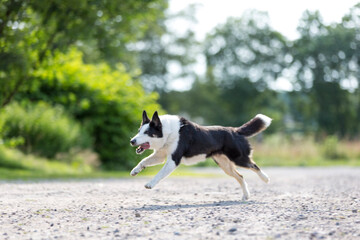 dog Playing on the farm