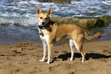 Dog on a walk in the city park.