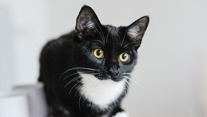 Portrait of a cute, adorable young black cat with yellow eyes paying intense attention to what is going on in front of it. 