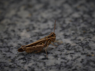 saltamontes en su habitat