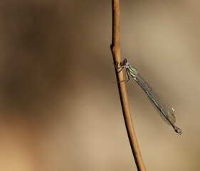Libelulas en su habitat
