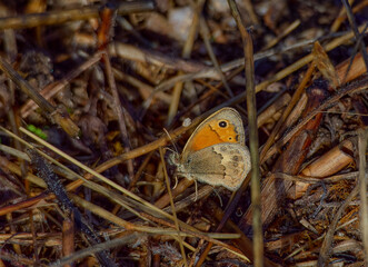 Mariposa en su habitat