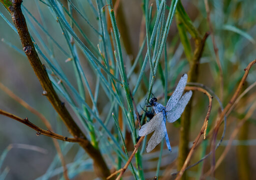 Libelulas en su habitat
