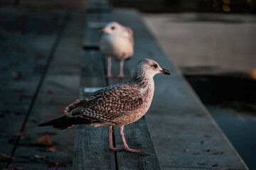 seagulls on concrete pier