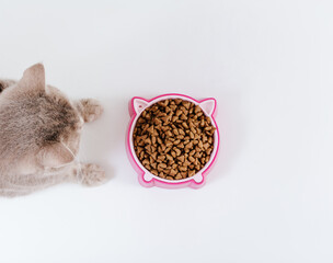 Pink cat food bowl and grey cute cat. White background. Top view. Copy space