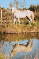 Cheval blanc de Camargue dans le sud de la France. Chevaux élevés en liberté au milieu des...