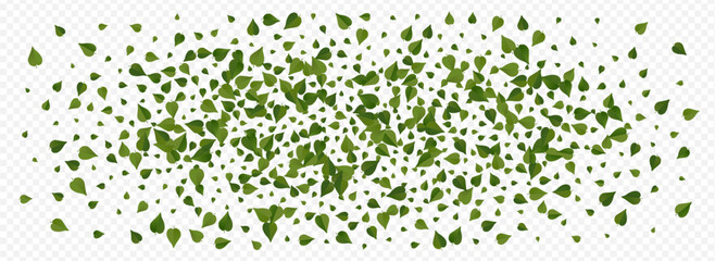 Olive Leaves Tree Vector Panoramic Transparent